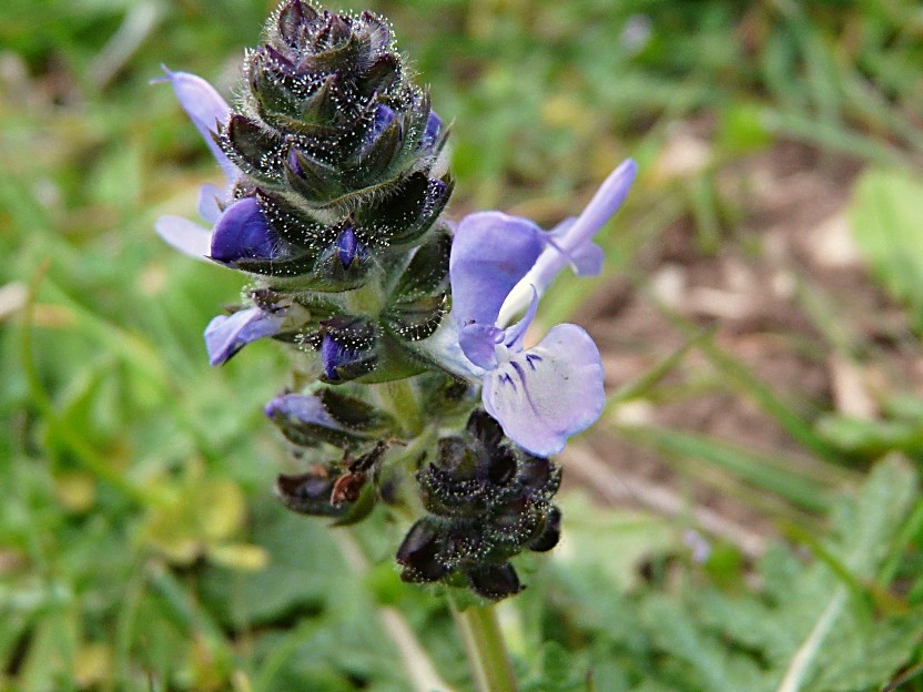 Salvia verbenaca / Salvia minore